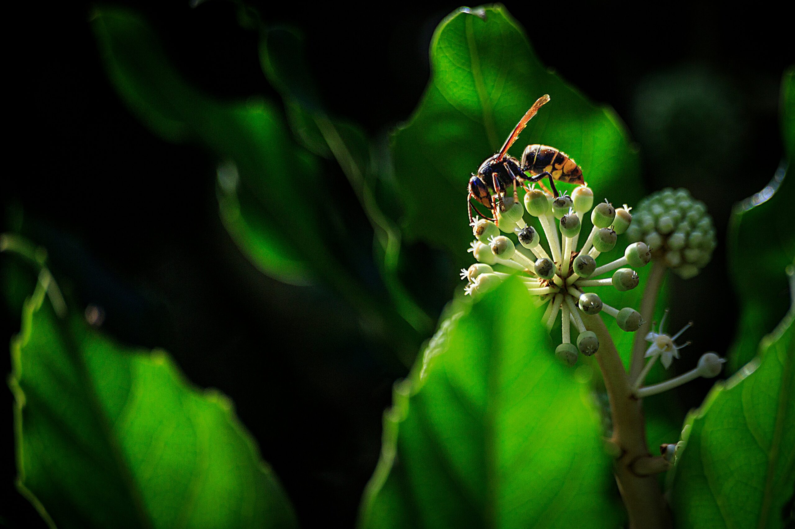 anthony-cantin-yD5zg79t2u8-unsplash Aziatische hoornaar gespot
